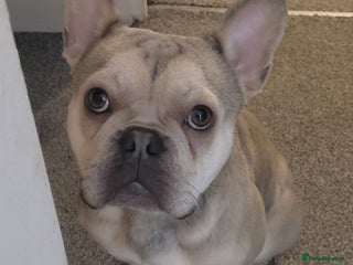 French Bulldog dogs - Advert 36