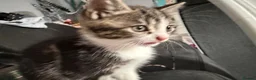 Mixed Breed cats for sale: Female kitten - Advert 3