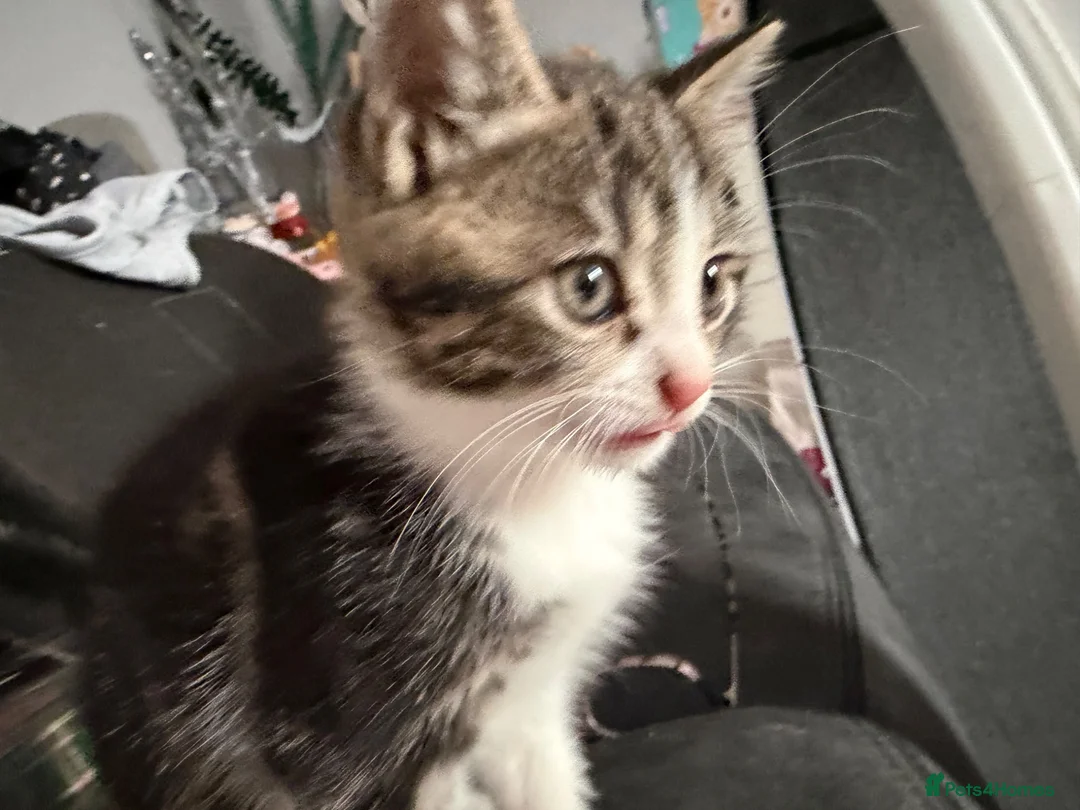 Mixed Breed cats for sale: Female kitten - Advert 3