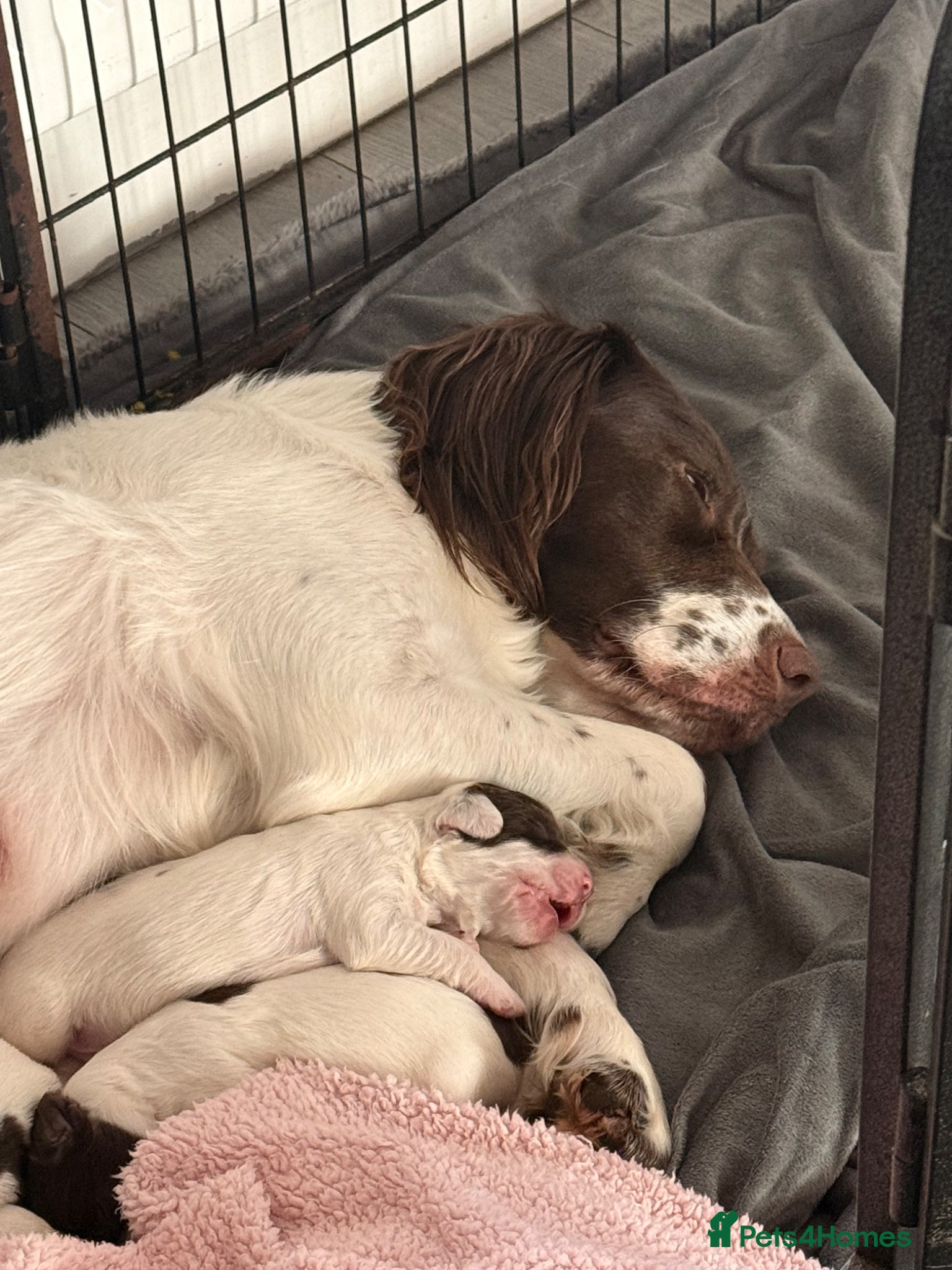 English Springer Spaniel dogs for sale: Kc registered English springer spaniel puppies  in Ryton - Advert 10
