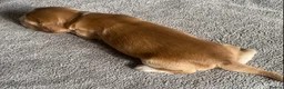 Cocker Spaniel dogs for sale: Show Type Cocker Spaniel Puppies - Advert 20