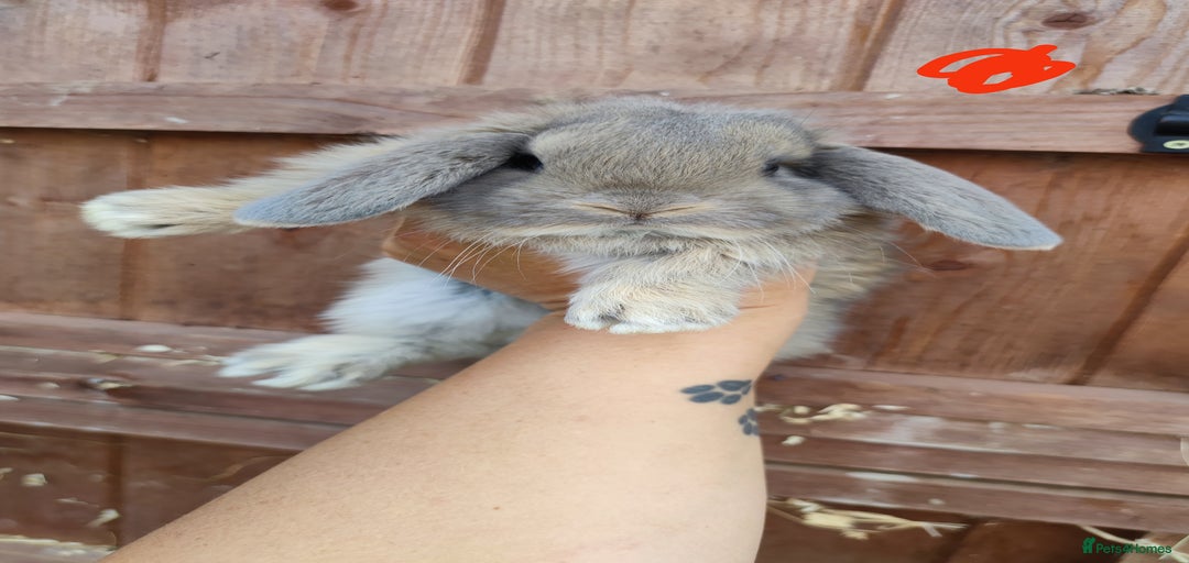 Gallery Image {{count}}