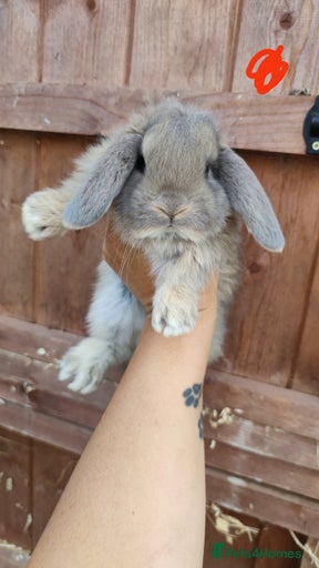 Gallery Image {{count}}