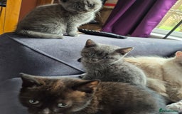British Shorthair cats for sale: Last British shorthair kitten available! - Image 5