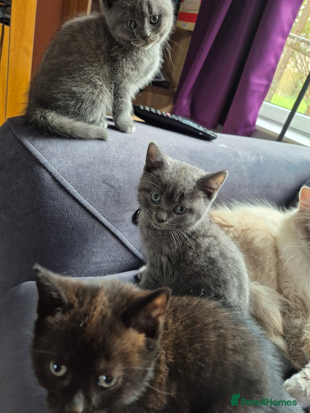 British Shorthair cats for sale: Last British shorthair kitten available! - Image 5