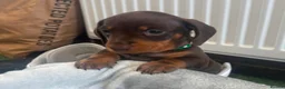 Miniature Dachshund dogs for sale: Minature dashound pups - Advert 33