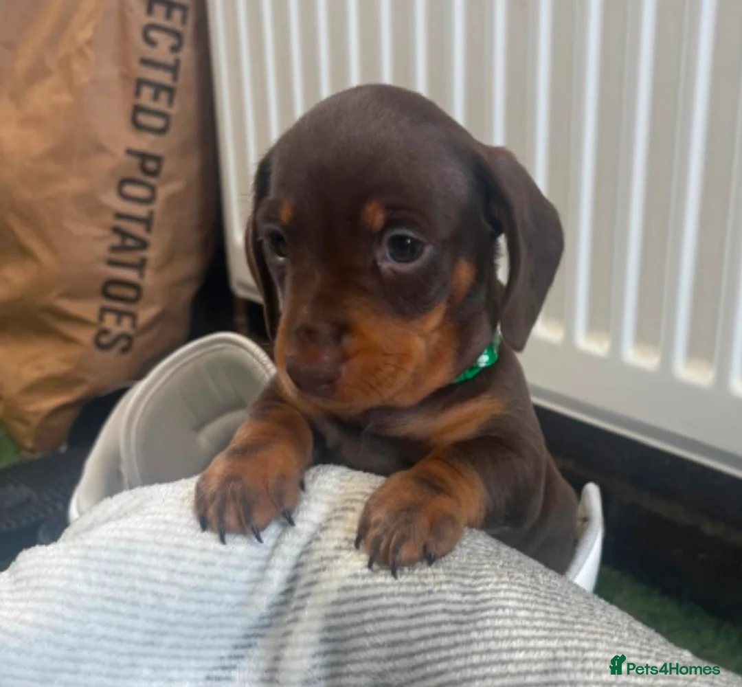 Miniature Dachshund dogs for sale: Minature dashound pups - Advert 33