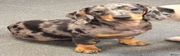Miniature Dachshund dogs for sale: Miniature Dachshund Puppies - Ready for homes - Advert 7
