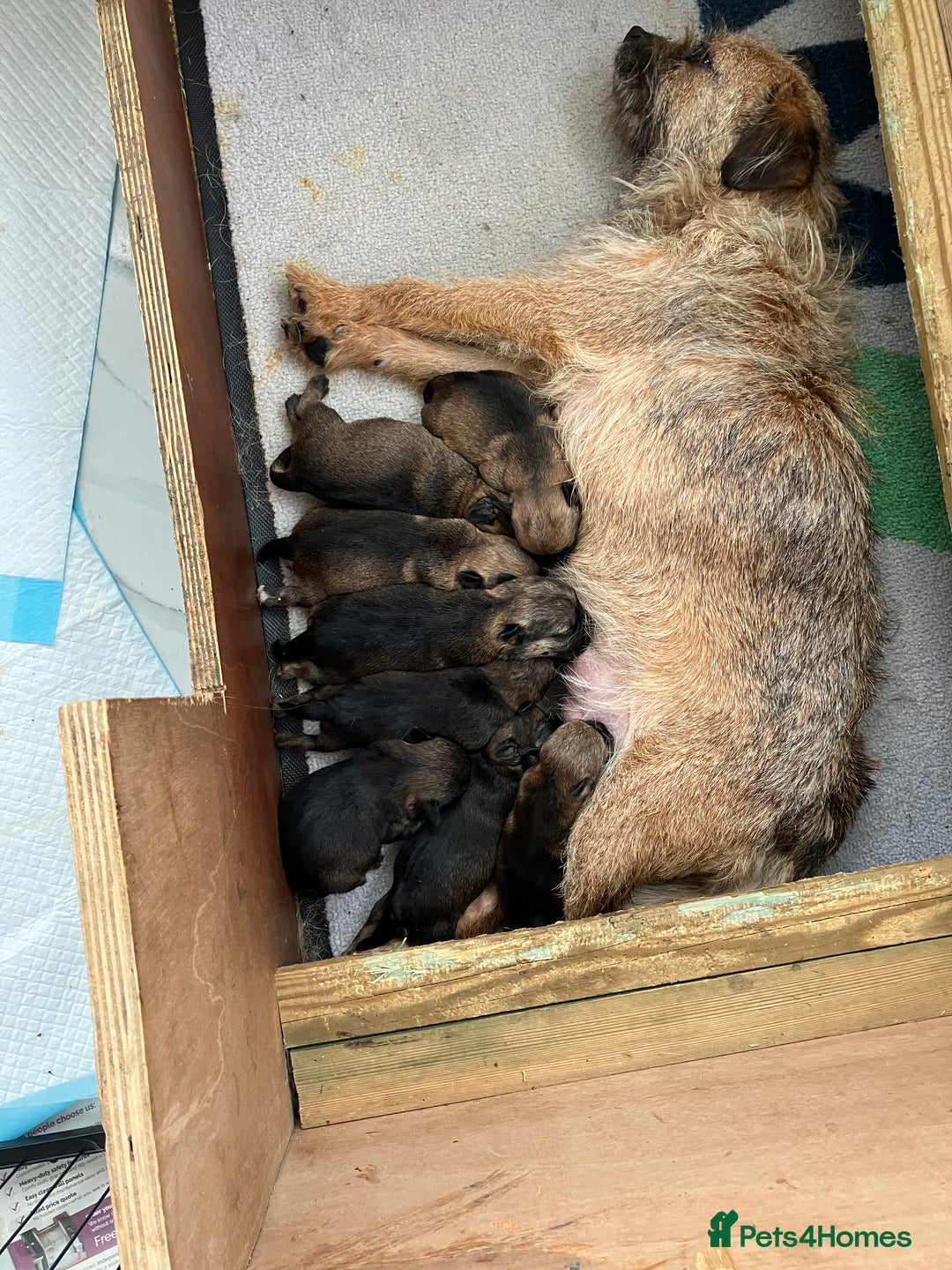 Border Terrier dogs for sale: Border terrier puppies - Advert 1