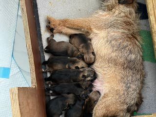 Border Terrier dogs Border terrier puppies - Advert 17