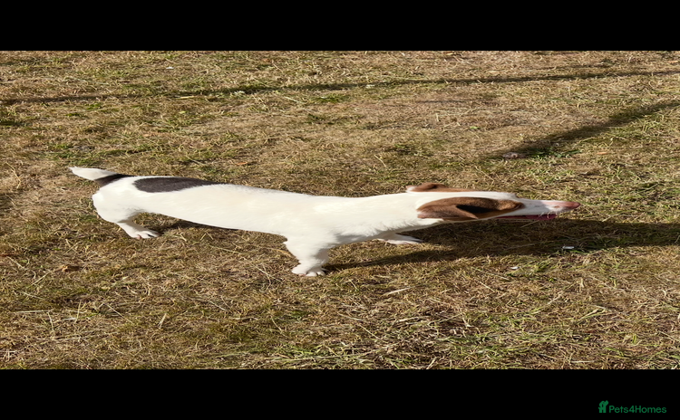Jack Russell dogs - Advert 1