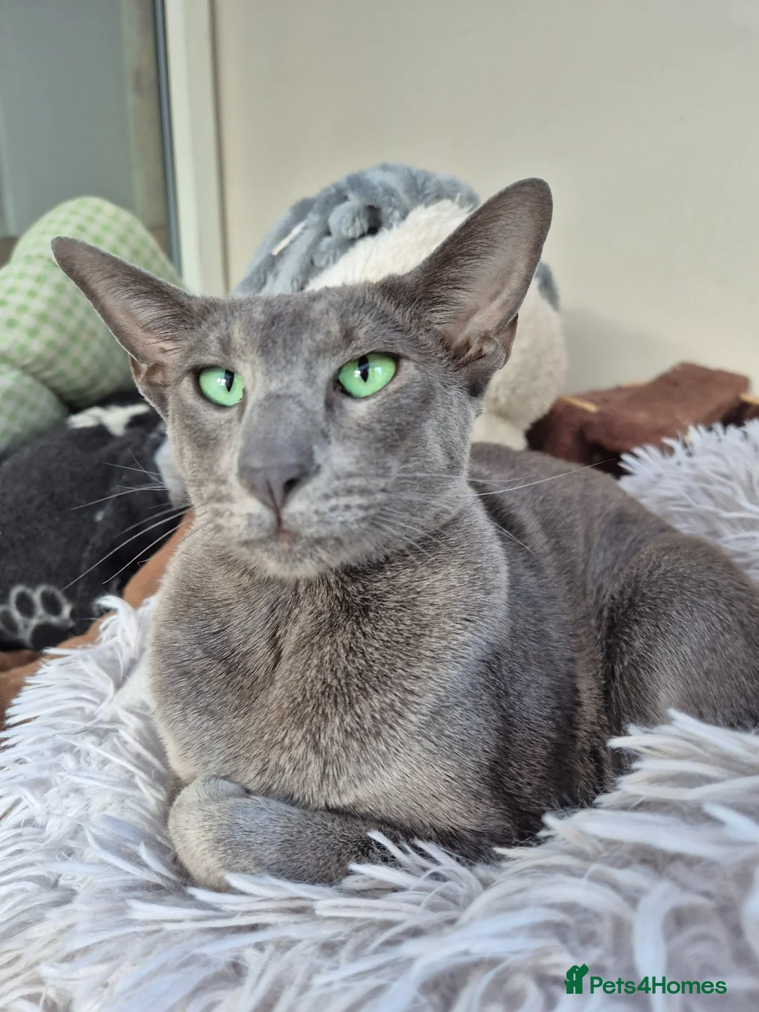 Oriental cats for sale: Beautiful Grand Champion retired Queen  in Daventry - Advert 4