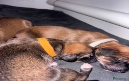 Mixed Breed dogs for sale: Saluki Bull Grey Puppies  - Image 20