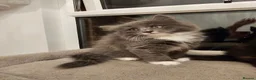 Mixed Breed cats for sale: Mixed breed beautiful girl  - Advert 6