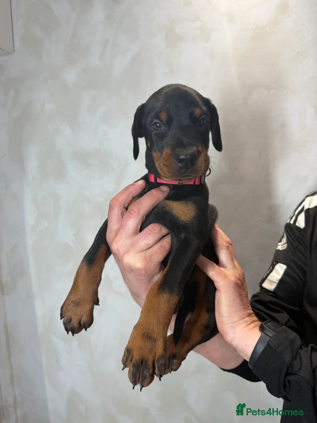 Dobermann dogs for sale: Ready to leave 6th of March  in Reading - Advert 4