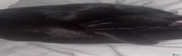 Mixed Breed cats for sale: 7 1/2 week old brother and sister  in London - Advert 2