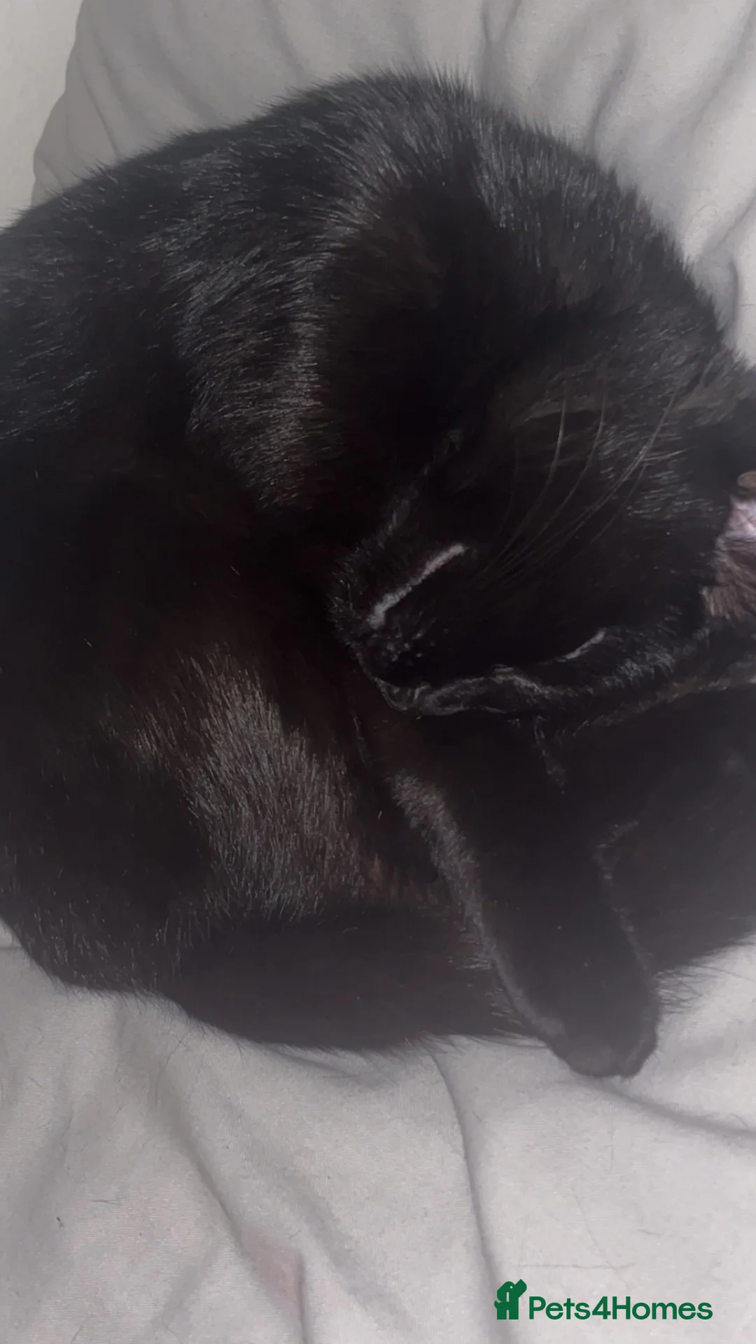Mixed Breed cats for sale: 7 1/2 week old brother and sister  in London - Advert 2