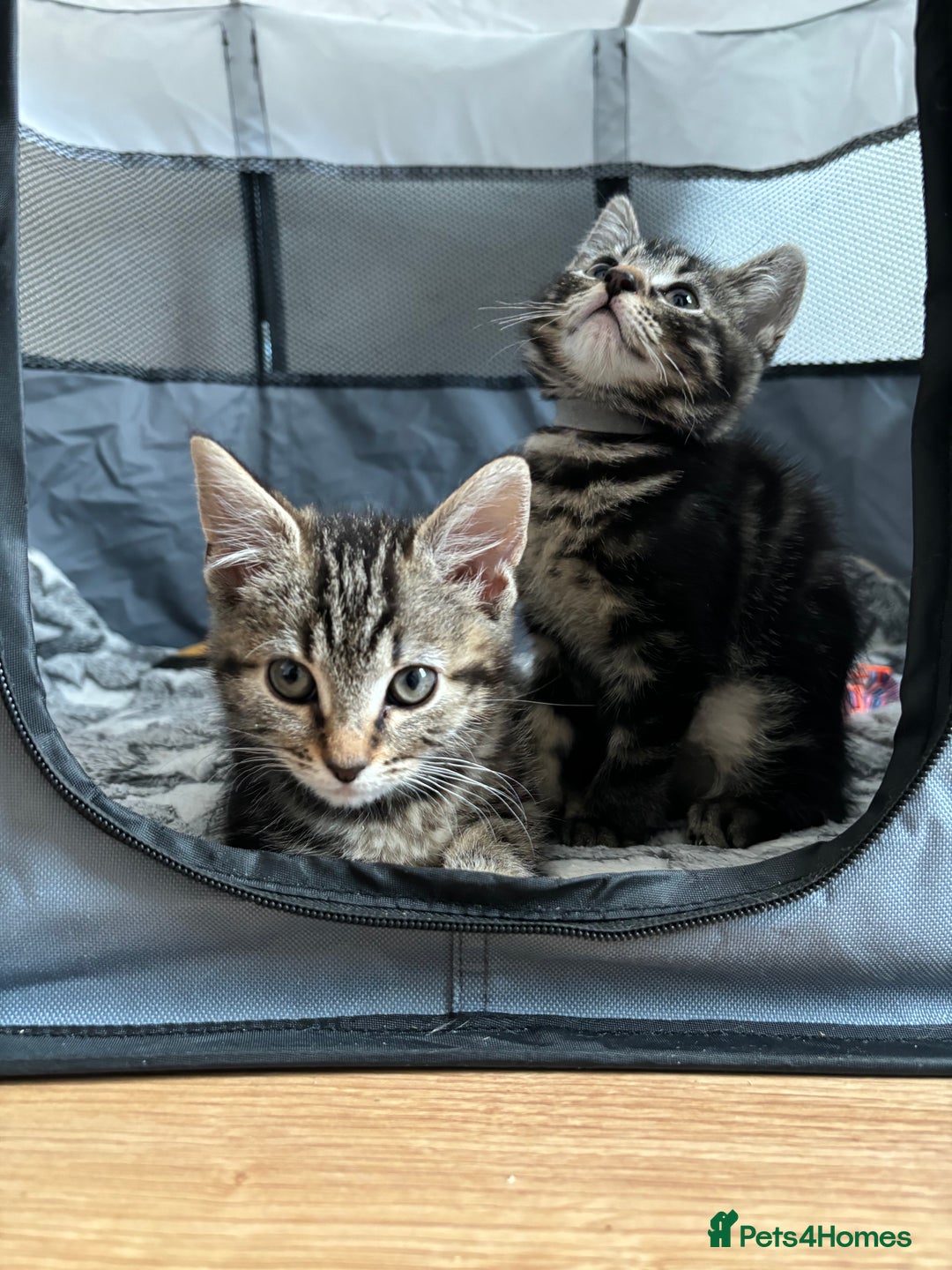 American Shorthair cats for sale: 🌟5 Adorable Kittens Ready For 4ever Home 🌟 - Advert 28
