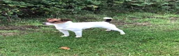 Parson Russell dogs for sale: Parson Russell pups for sale  - Advert 10