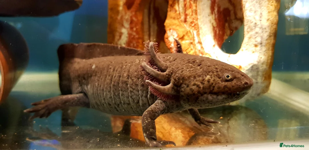 Axolotl reptiles for sale: Axolotl adults, various colours - Advert 2