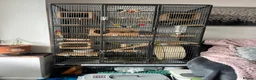 Chinchilla rodents for sale: Two female chinchillas  - Advert 1