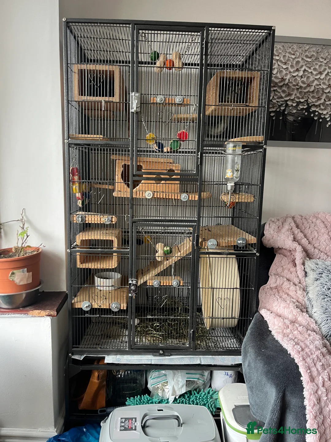 Chinchilla rodents for sale: Two female chinchillas  - Advert 1