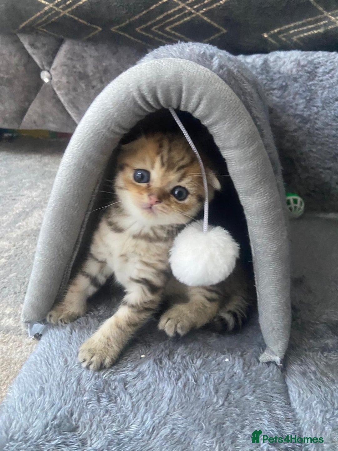 Scottish Fold cats for sale: 5 Scottish Folds - Image 3