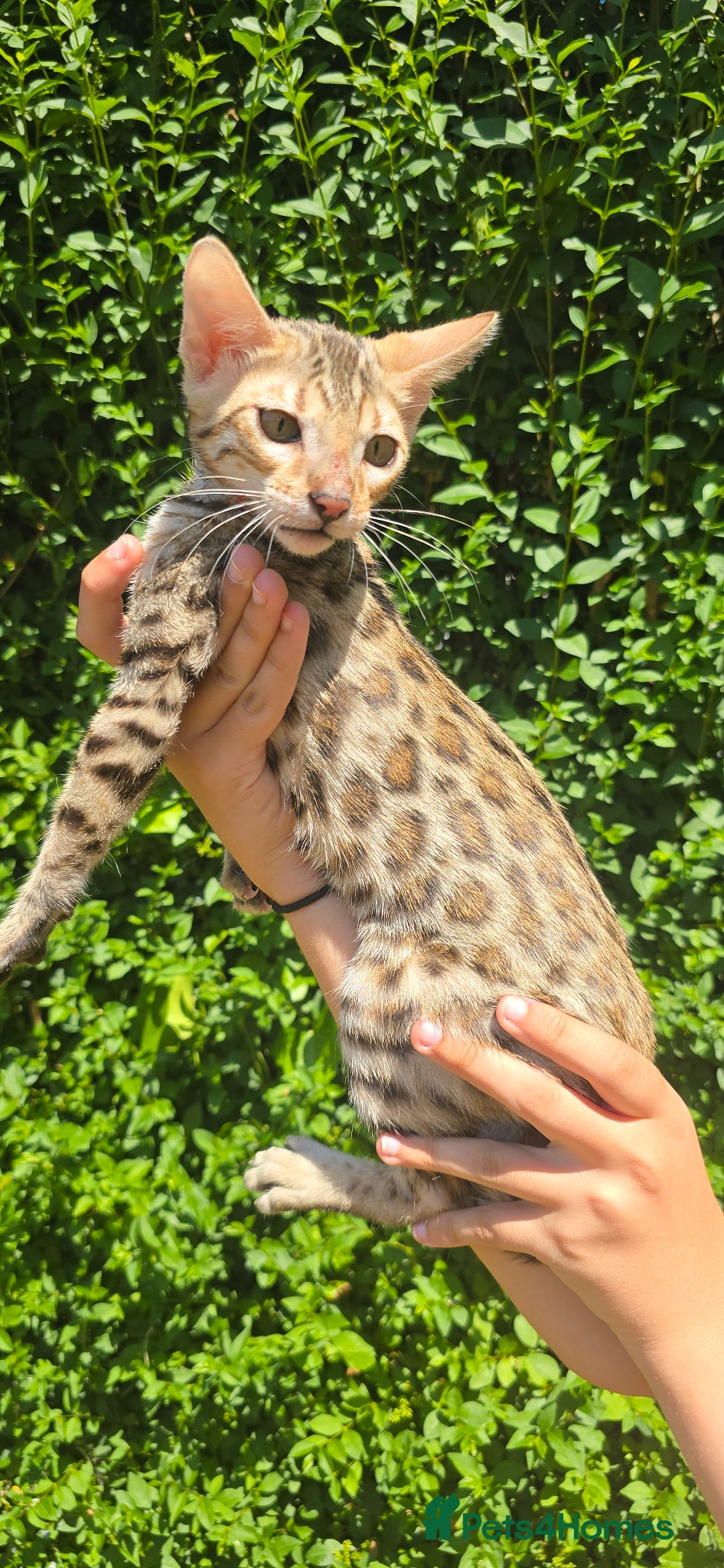 Bengal cats Ready NOW 3 girls and 1 boy! - Advert 4