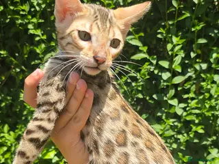 Bengal cats Ready NOW 3 girls and 1 boy! - Advert 4