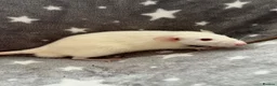 Rat rodents for sale: Baby Dumbo Rats Fancy Rats Male  - Advert 10