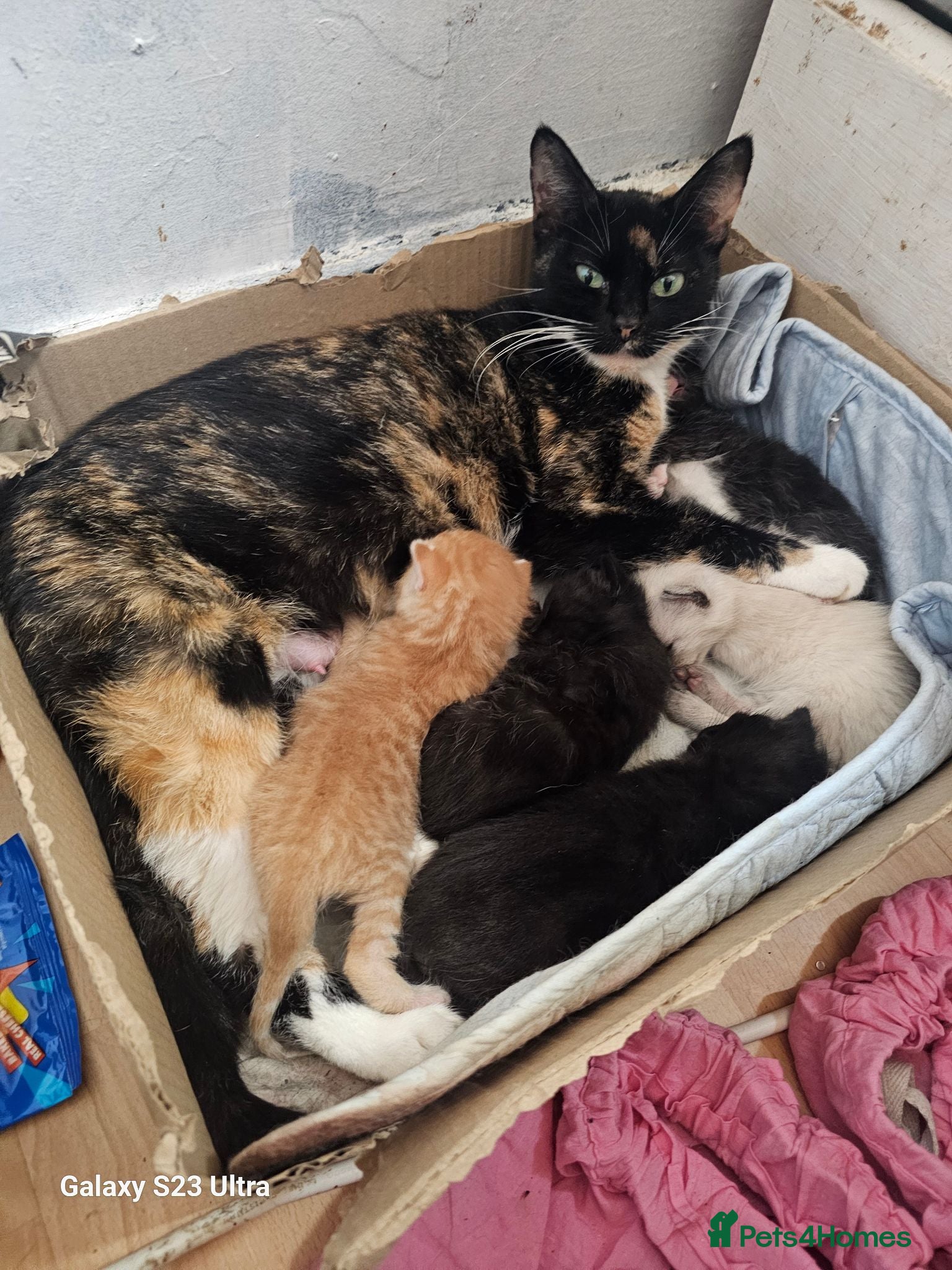 Mixed Breed cats Burmese cross babies - Advert 19