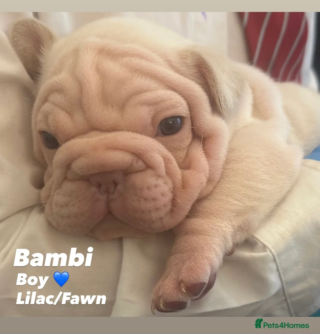 French Bulldog dogs for sale: French bulldog puppies - Advert 7