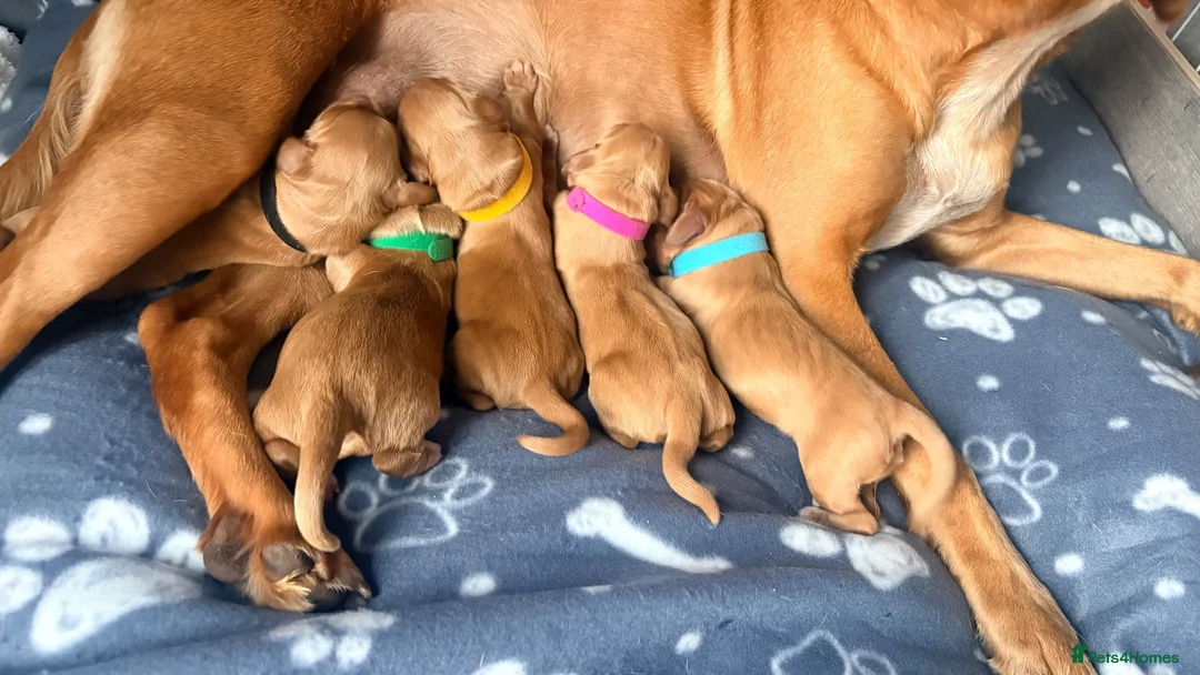 Cockerdor dogs for sale: Fox Red Cockerdor  - Advert 3