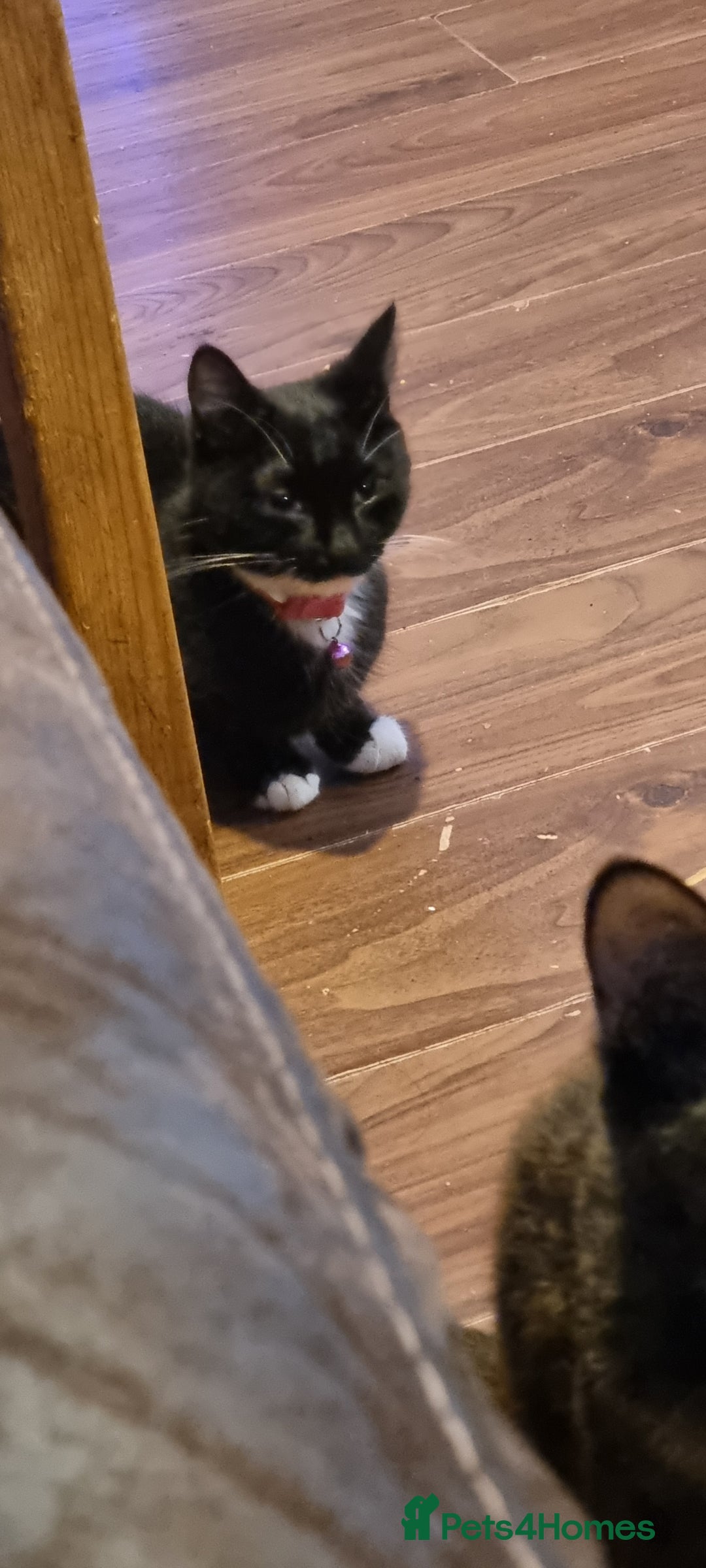 Mixed Breed cats for sale: Beautiful kittens - Image 11
