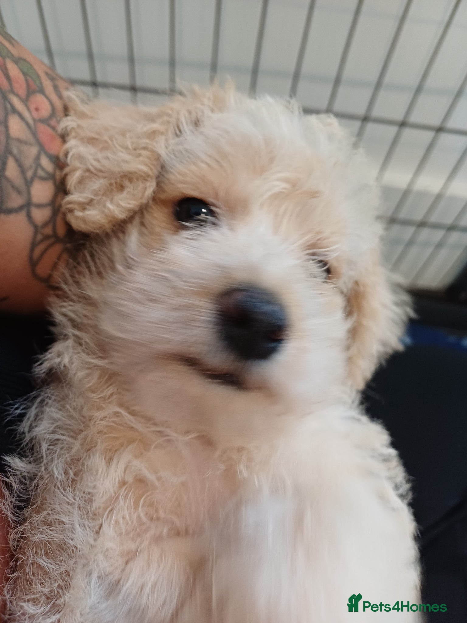 Schnoodle dogs for sale: Schnoodles 2x boy and 1x girl  in Bury Saint Edmunds - Advert 5
