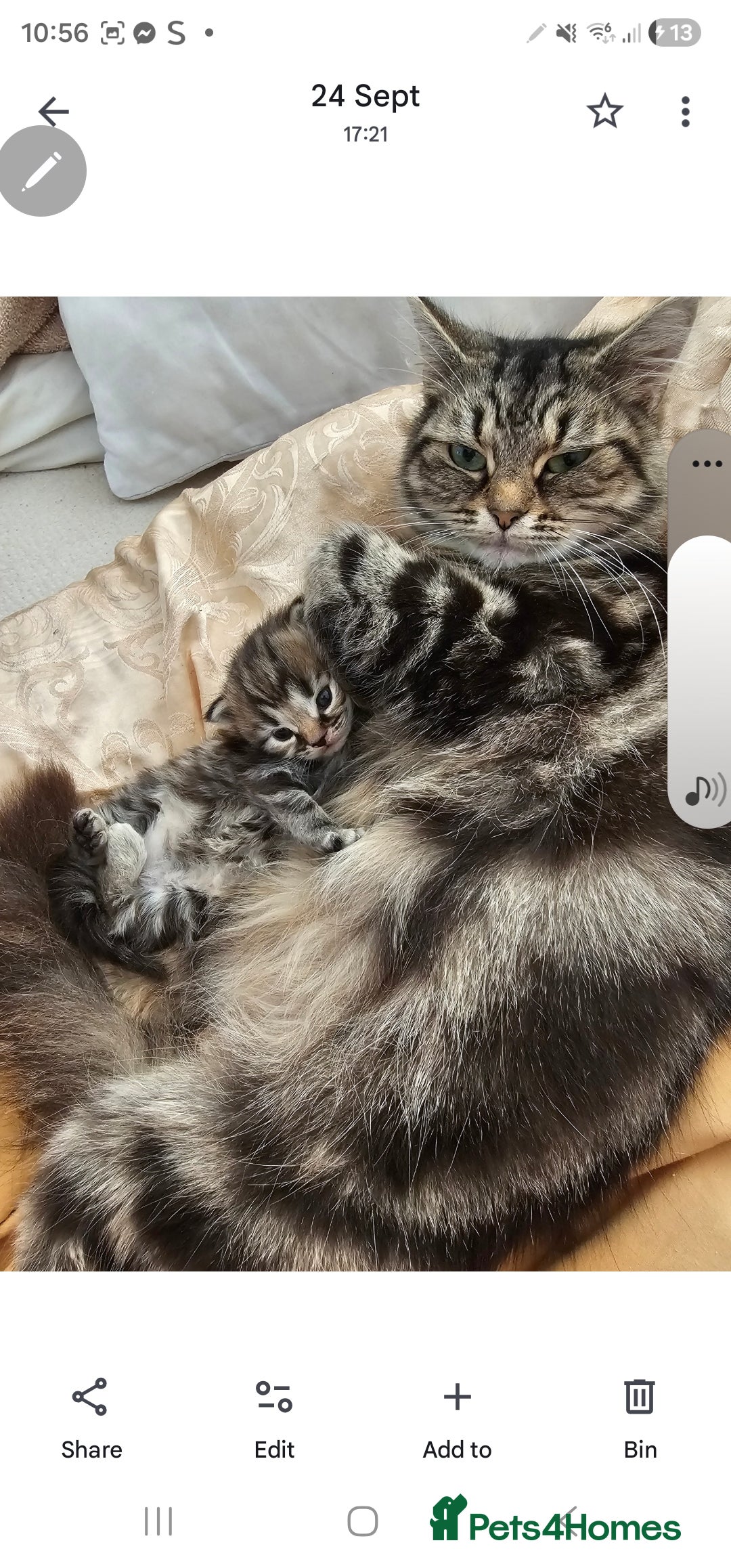 Mixed Breed cats for sale: Sebastian  - Advert 1