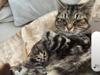 Mixed Breed cats Sebastian - Advert 3