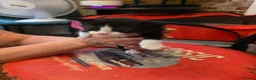 Sphynx cats for sale: Sphynx cross kittens in North Shields - Advert 4