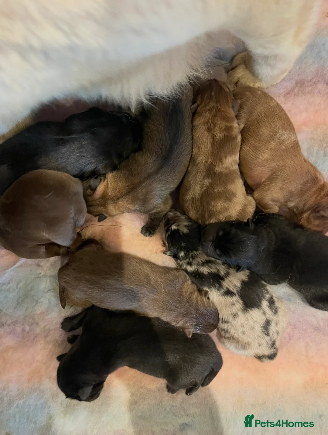 Chow Chow dogs for sale: Teddy bear chowski puppies  - Advert 1