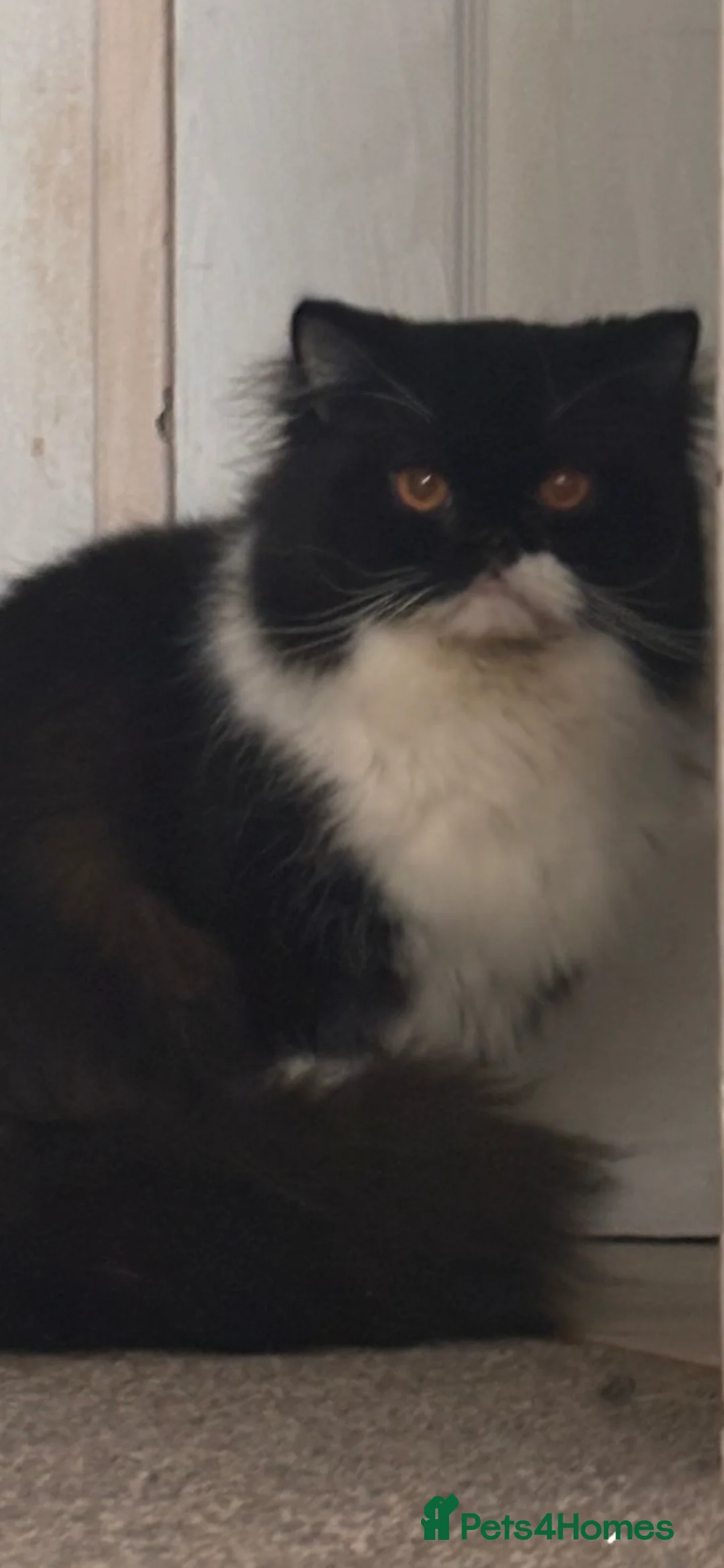 Persian cats for sale: 2 Persian boys  - Advert 5