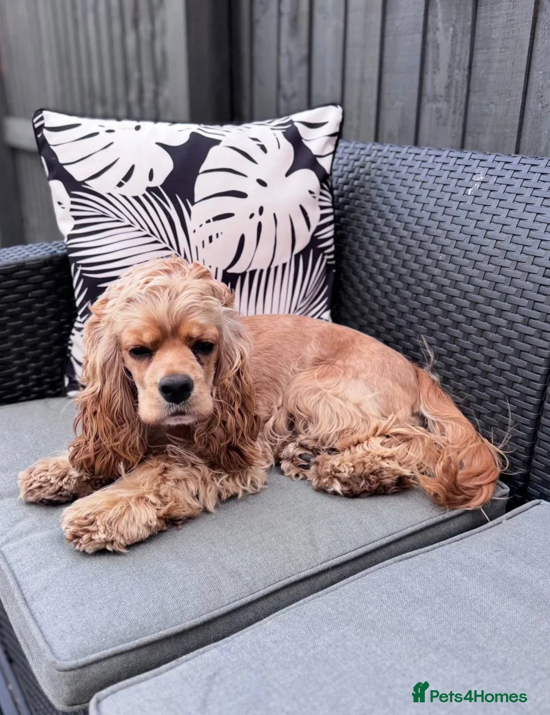 Cockapoo dogs for sale: American cockapoo from health tested parents - Advert 2