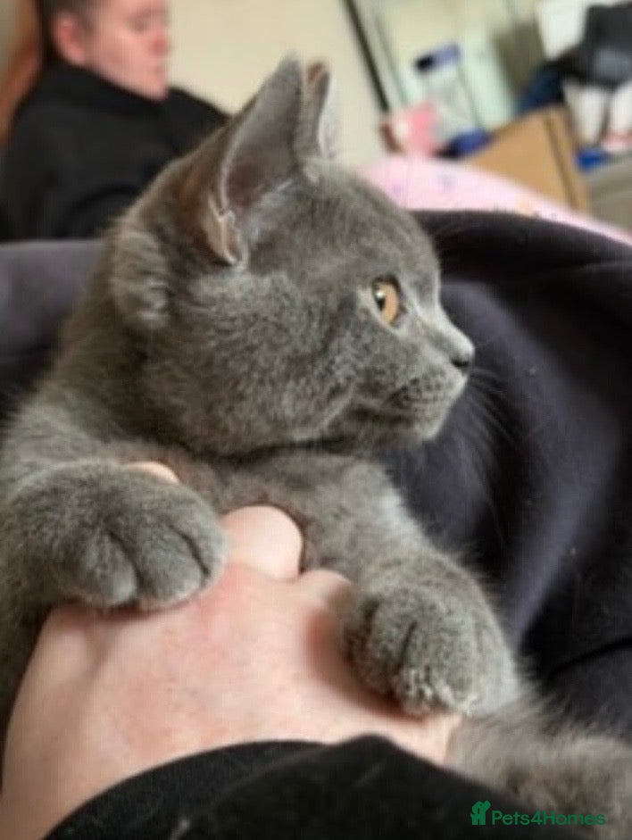 British Shorthair cats Gorgeous British blue x Russian blue  - Advert 6