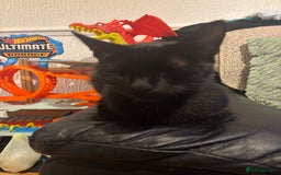 Mixed Breed cats for sale: One kitten in need of a home  - Image 2