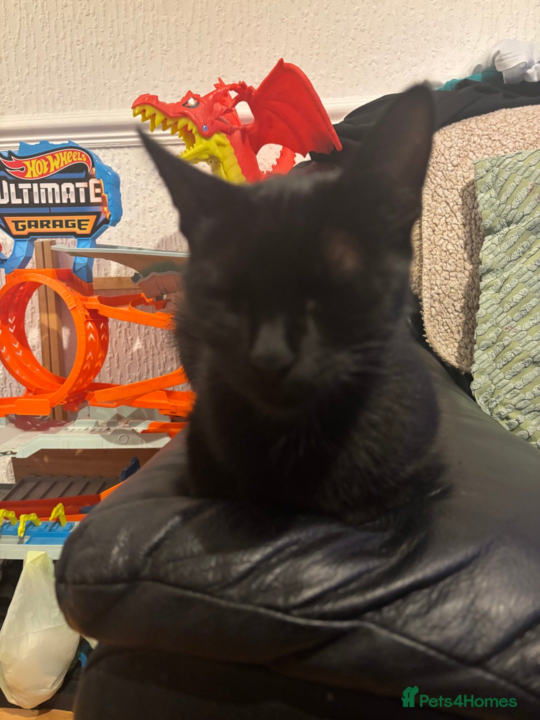 Mixed Breed cats for sale: One kitten in need of a home  - Image 2