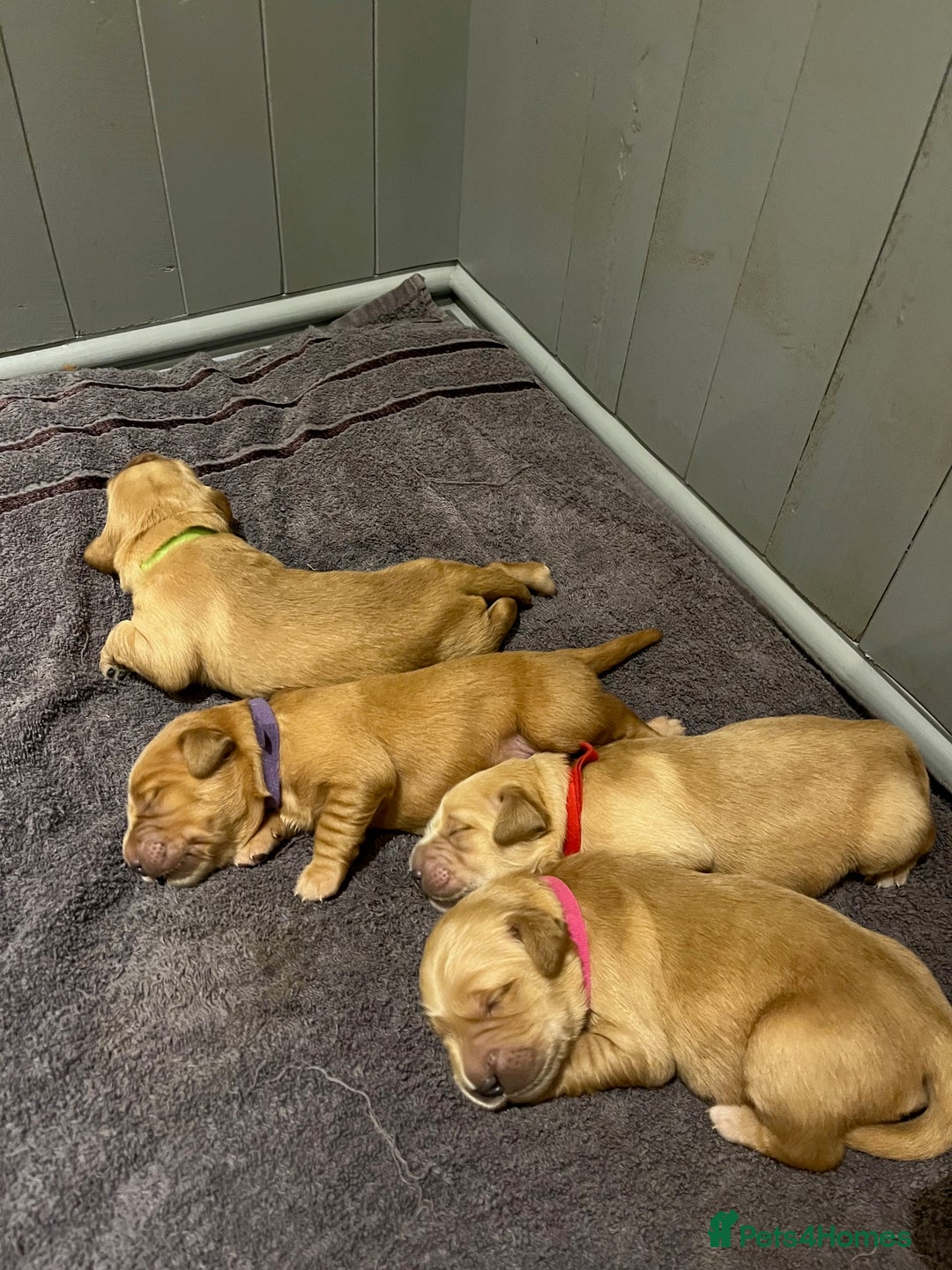 Golden Retriever dogs for sale: Working Golden Retriever pups - 1 BITCH REMAINING - Image 4