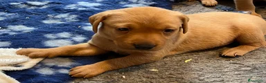 Labrador Retriever 2