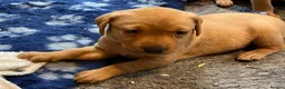 Labrador Retriever dogs for sale: Fox red Labrador  - Advert 16