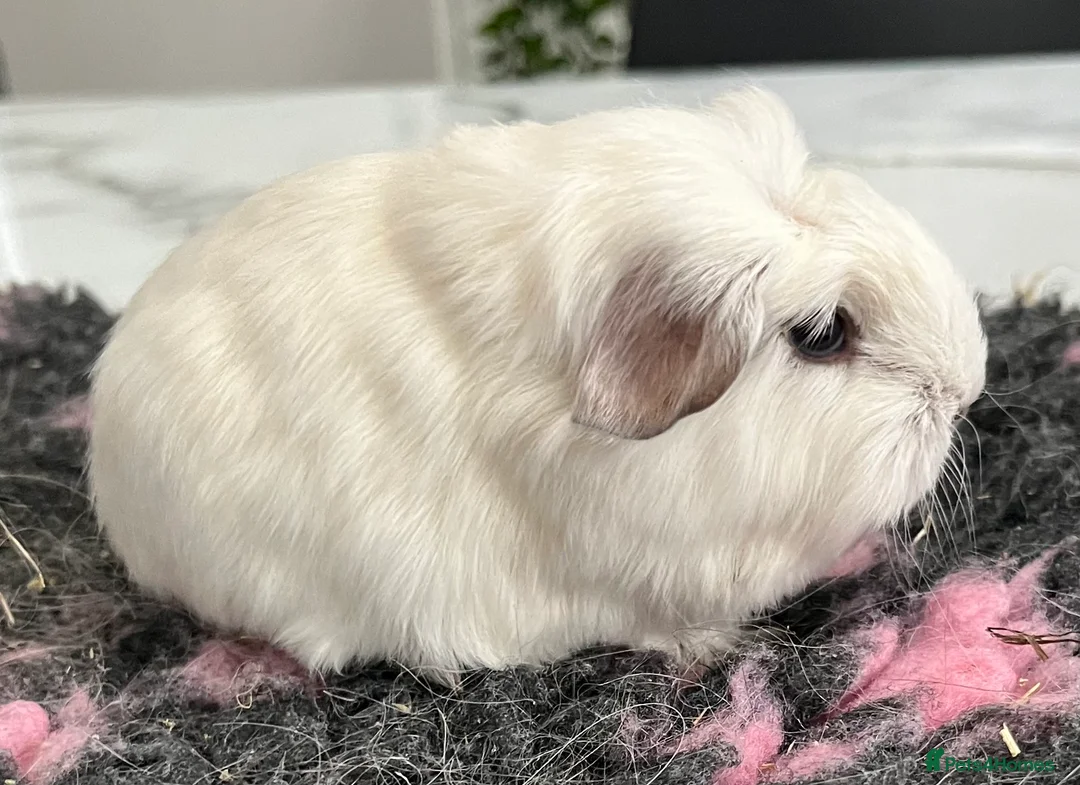 Guinea Pig rodents for sale: Sheltie (silky), coronet, Texel, Merino guinea pig - Advert 19