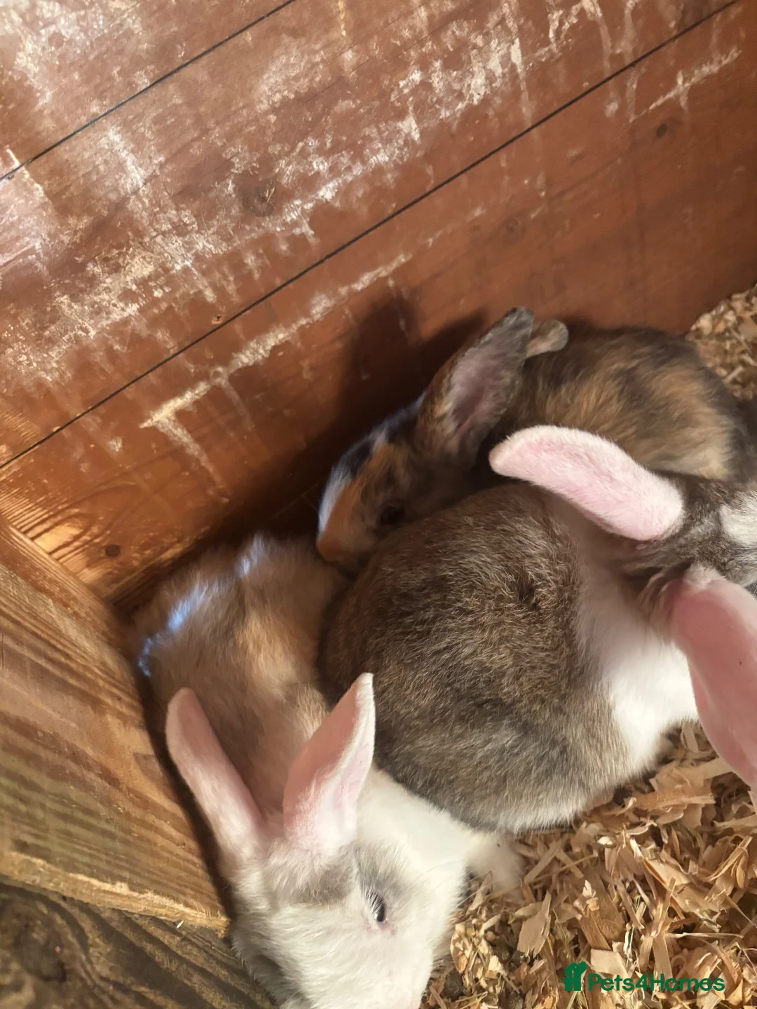 Mixed Breed rabbits for sale: Bunnies for sale in Thetford - Advert 2