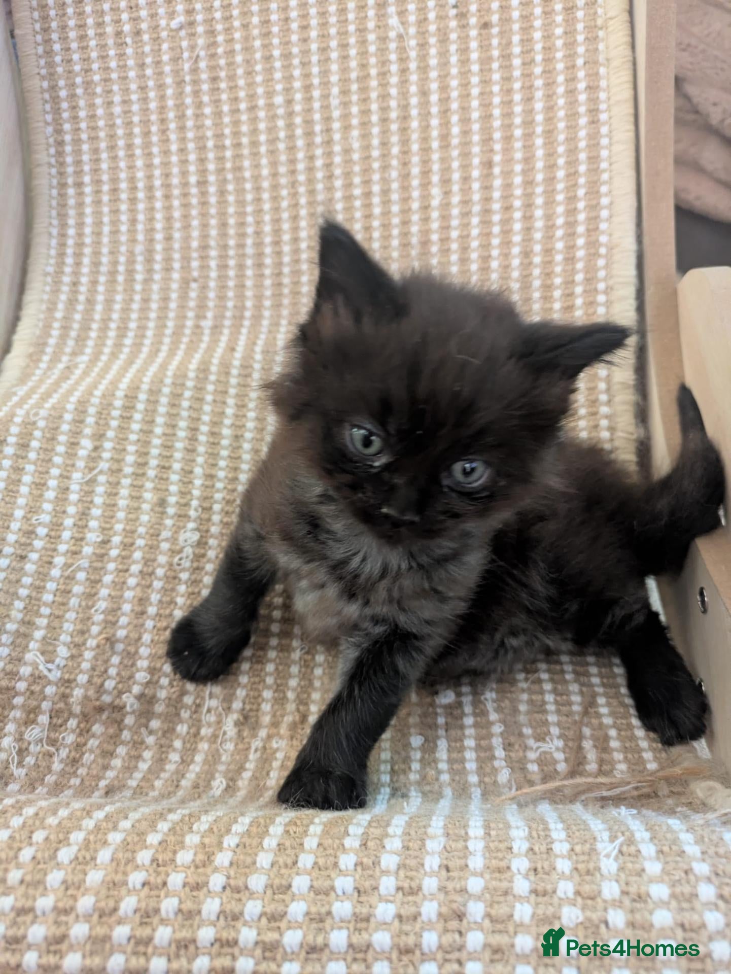 Ragcoon cats for sale: Stunning Ragcoon girl, Maine coon Dad Ragdoll Mum - Advert 17